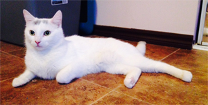 Home visits for cat - Here is Musique, the nicest cat ever